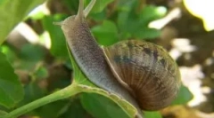 Kako se znebiti polžev na vrtu in v državi